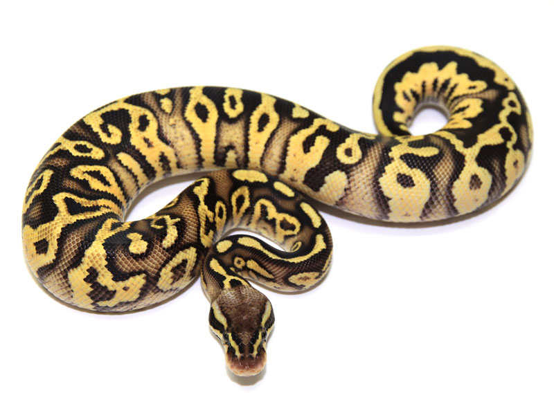 Desert Spider Ball Python Royal Python Editorial Stock Photo Stock - Premium Minimal Design Gallery - HD