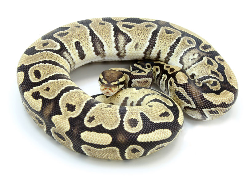 Ball Python Fire Desert Ghost Female Youtube - Sunset Wallpaper Collection - HD Quality