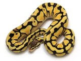 Desert Pastel Markus Jayne Ball Pythons