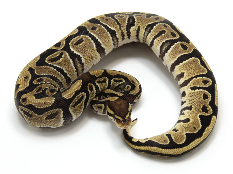 Fire Ball Python Morphs Facts And Pictures - Download High Quality Sunset Photo | Desktop