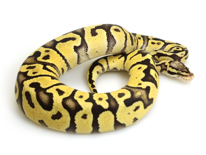 Fire Ball Python Harga Nego Kaskus - Download Elegant Minimal Photo | High Resolution