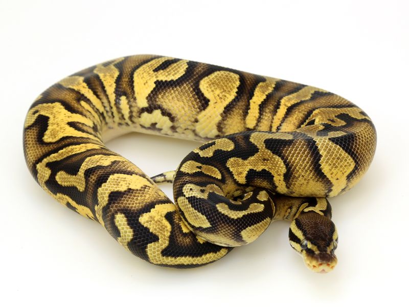 Yellow Bellied Enchi Ball Python Baby - High Resolution Gradient Patterns for Desktop