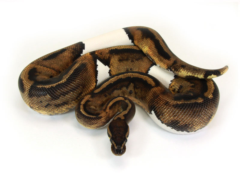 Super Java Piebald Markus Jayne Ball Pythons - Premium Dark Texture Gallery - Desktop