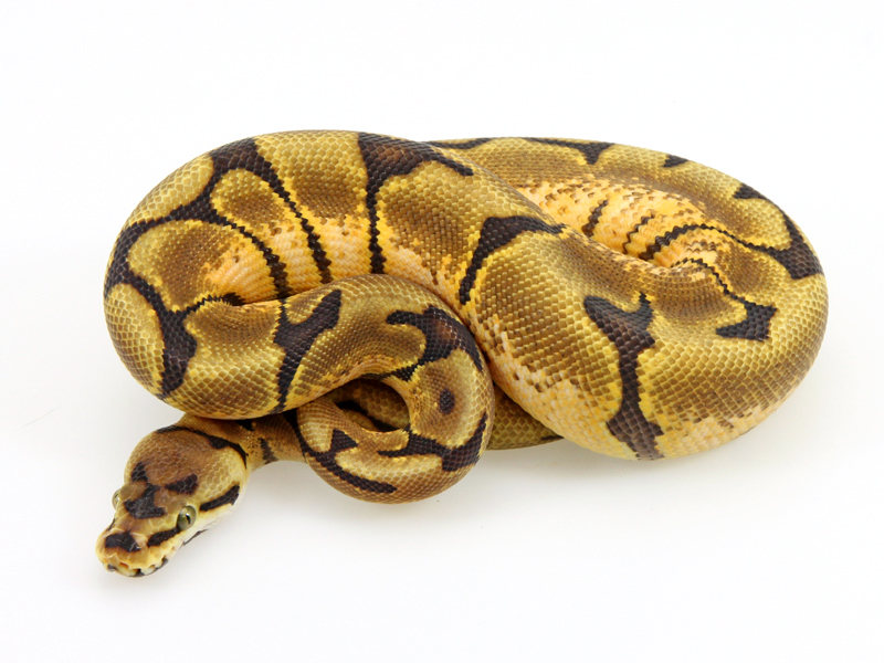 Banana Java Spider Markus Jayne Ball Pythons - Premium Colorful Wallpaper Gallery - Mobile