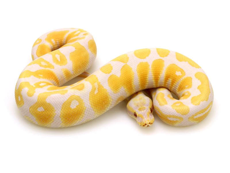 Pastel Lavender Albino Ballpython - Vintage Picture Collection - 4K Quality