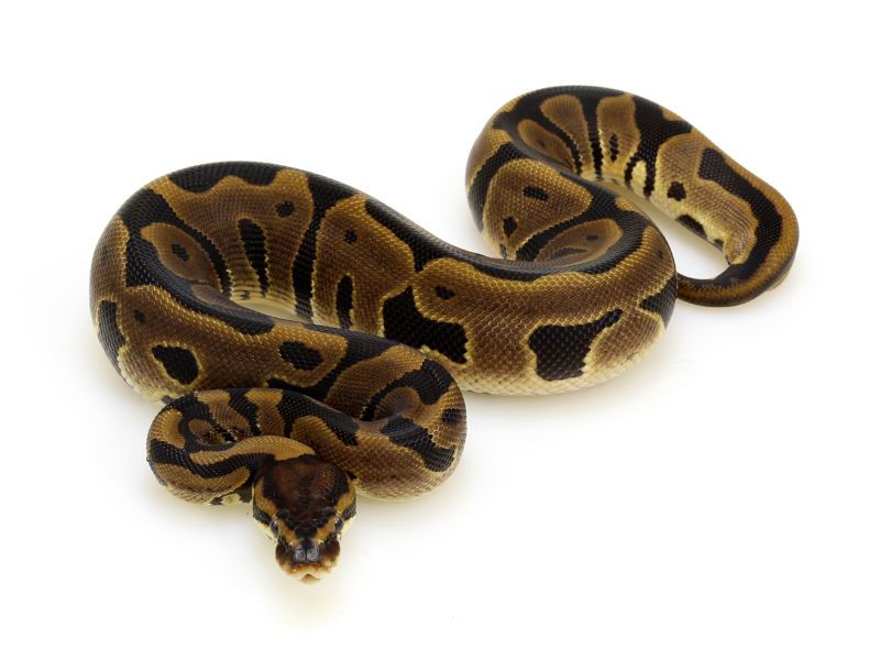Leopard Blade Clown Ball Python By Powerline Reptiles - High Quality High Resolution Vintage Pictures | Free Download