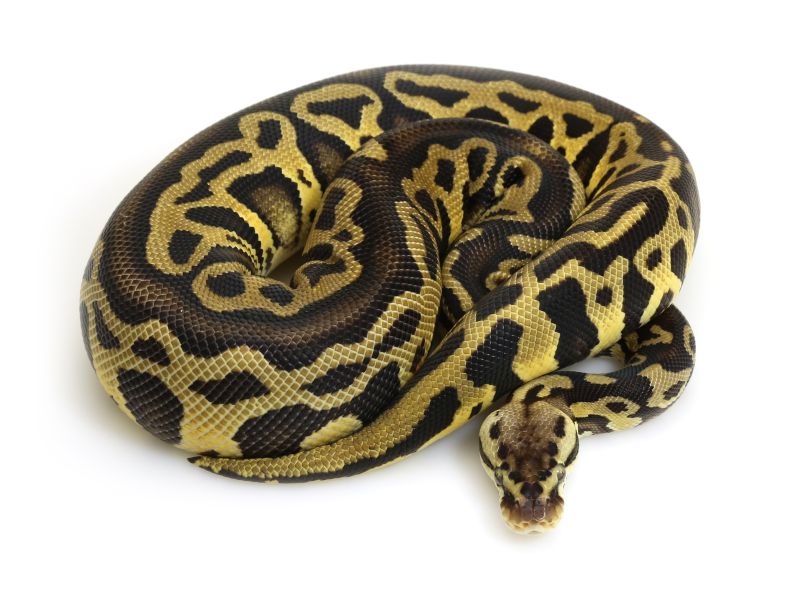 Pastel Leopard Ball Python Hatchling - Nature Picture Collection - HD Quality