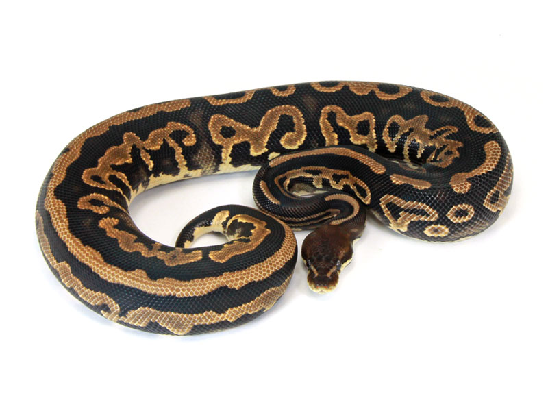The Incredible Leopard Ball Python Youtube - Premium Sunset Pattern Gallery - High Resolution