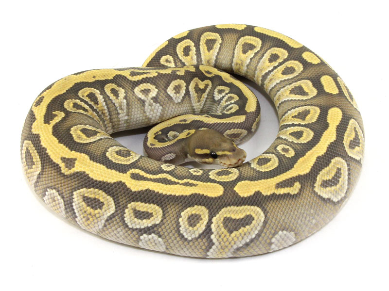 Phantom Mojave Het Ghost Ball Python Or Royal Python Python Regius - Download High Quality Nature Texture | 8K