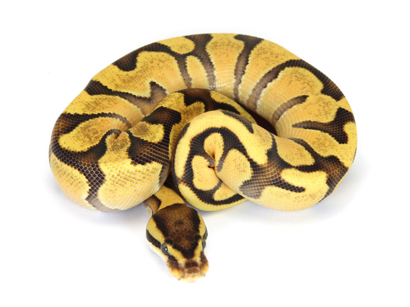 Super Od Fire Markus Jayne Ball Pythons - Best Space Patterns in Full HD