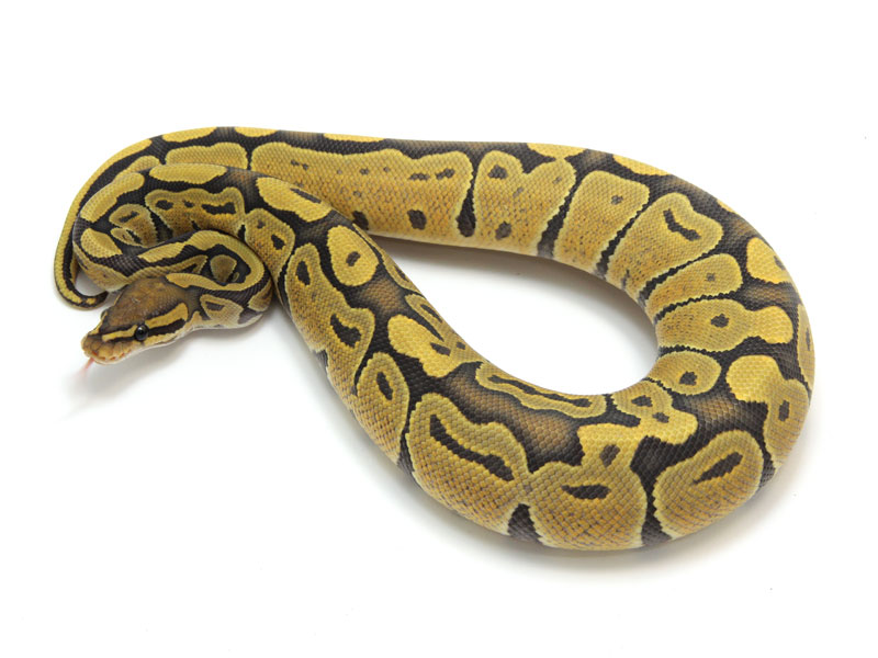 Orangedream Ghost Noodle Ball Python Facebook - 8K Dark Pictures for Desktop