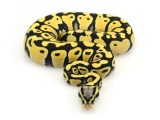 Pastel Desert Ghost Markus Jayne Ball Pythons