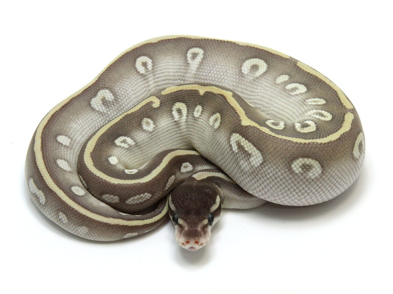 Purple Passion Ball Python Hatchling - Elegant Colorful Wallpaper - Ultra HD