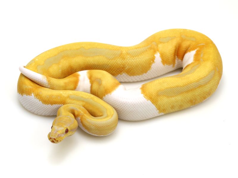 Super Java Piebald Markus Jayne Ball Pythons - Space Pictures - Classic Mobile Collection