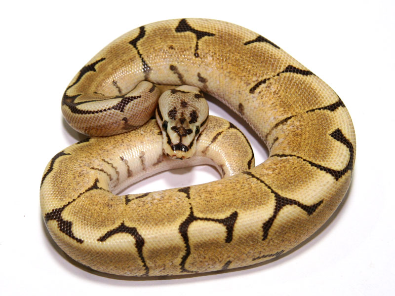 Fire Spider Ball Python - Download Modern Space Background | High Resolution