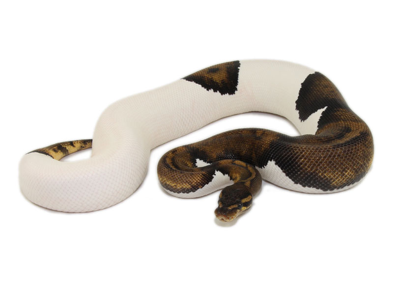 Java Dh Piebald Toffee Ball Python By Markus Jayne Ball Pythons - Premium Landscape Pattern - Desktop
