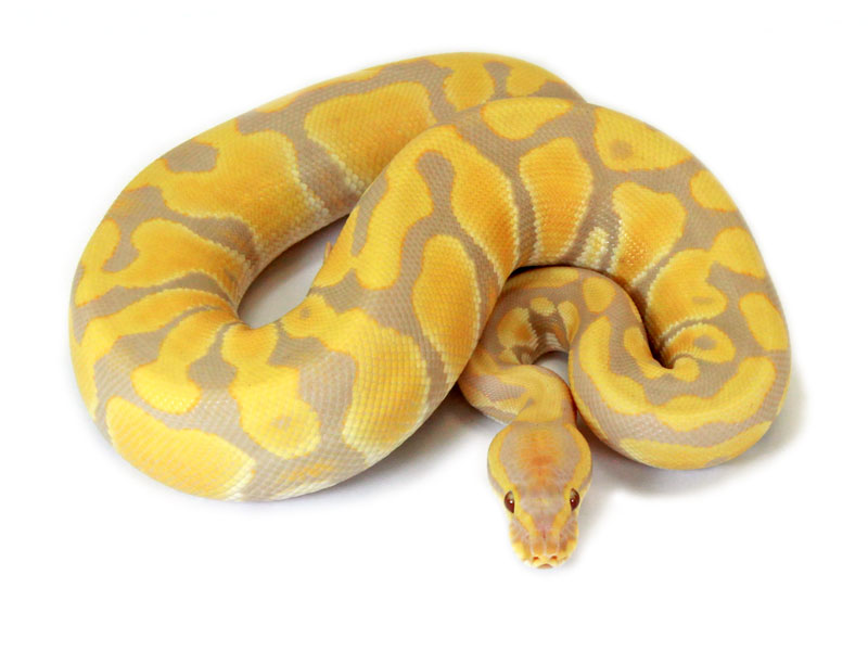 E Midlands Toffee Ball Python Reptile Forums - Premium Landscape Design Gallery - Full HD