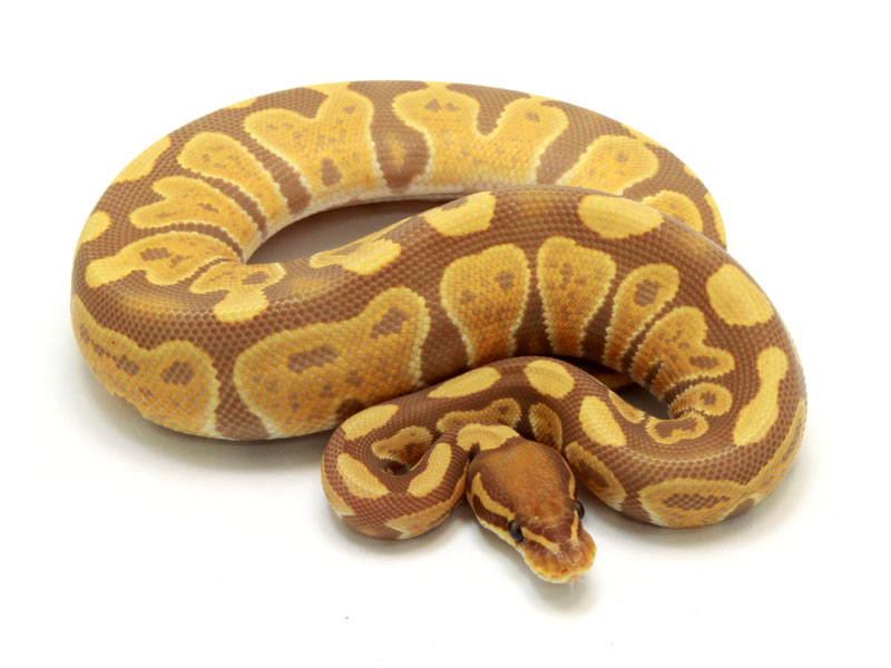 Ultramel Ball Python Female 470g - Download Amazing Abstract Design | Ultra HD