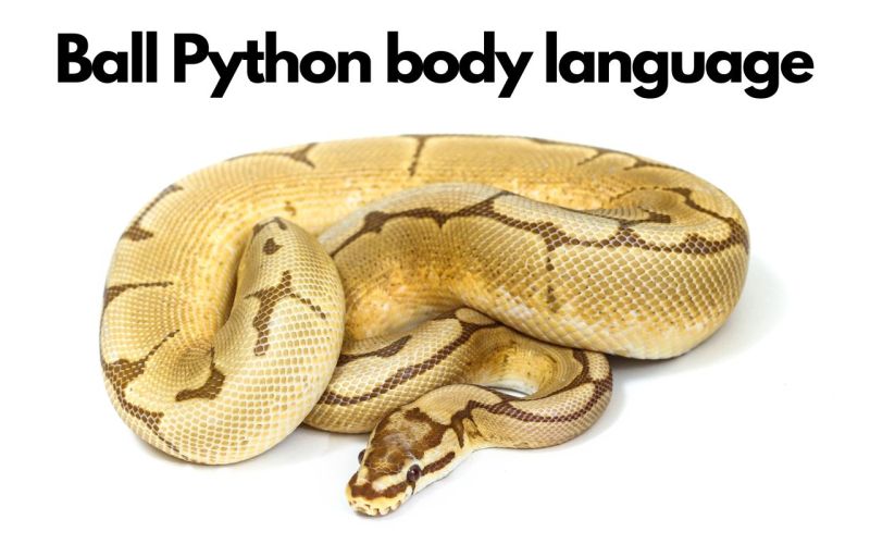 Ball Python Behavior Patterns Decode Their Body Language Habits - Mobile Geometric Arts for Desktop