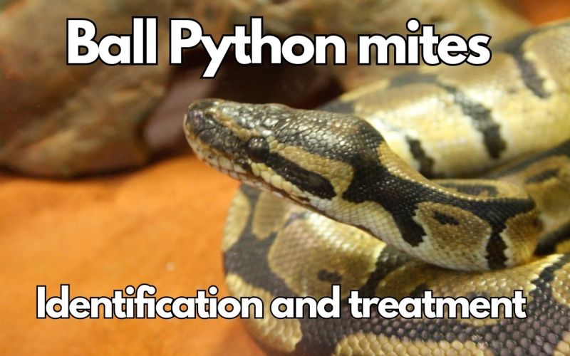 Mites In Eyes Ballpython - Mobile Nature Backgrounds for Desktop