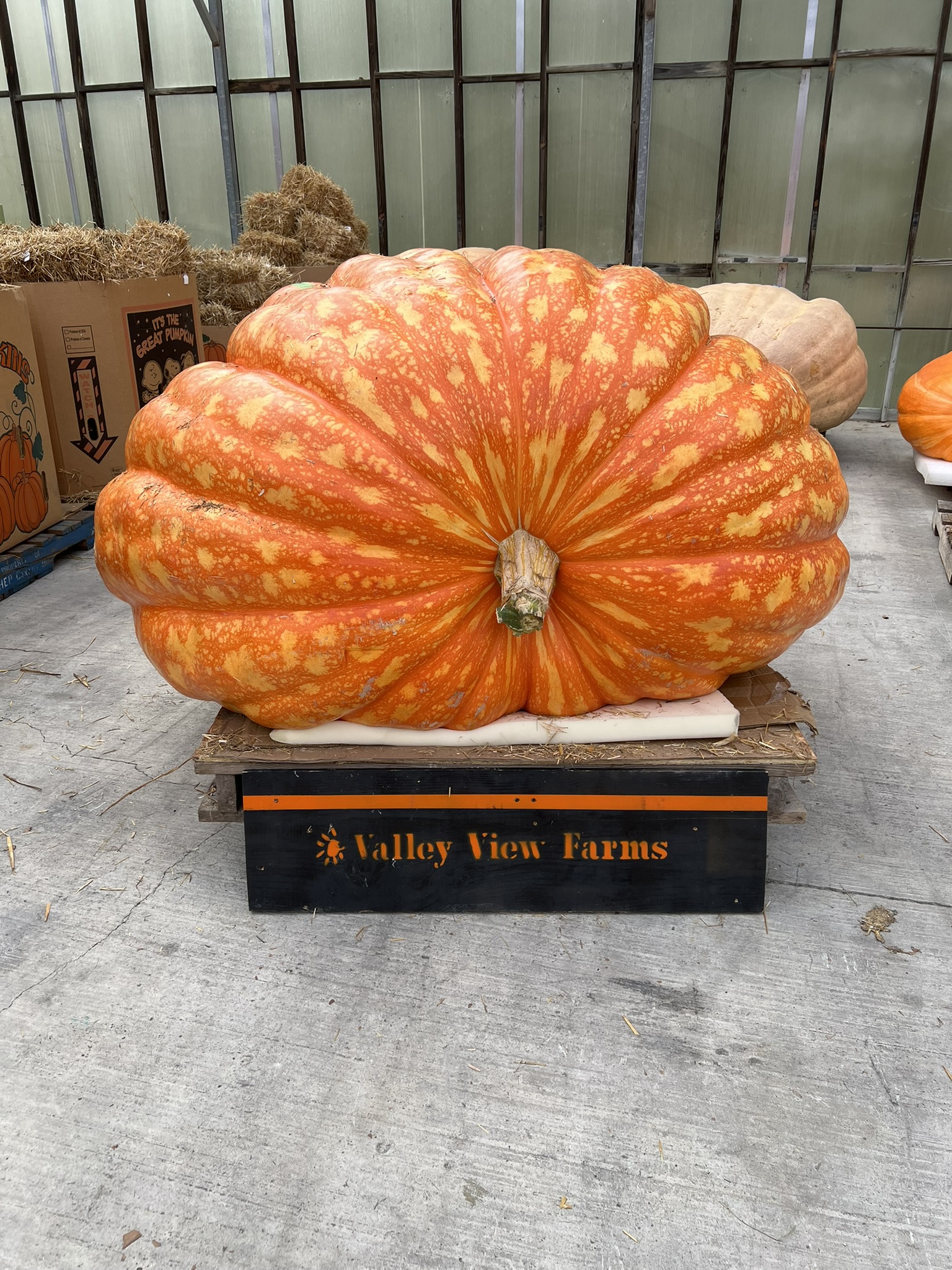 giant pumpkin on platform