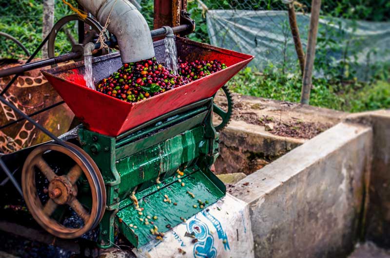 Coffee cherries being depulped.