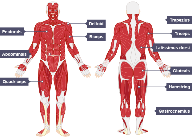 There is a printable worksheet available for download here so you can take the quiz with pen and paper. The Muscular System Efmurgi