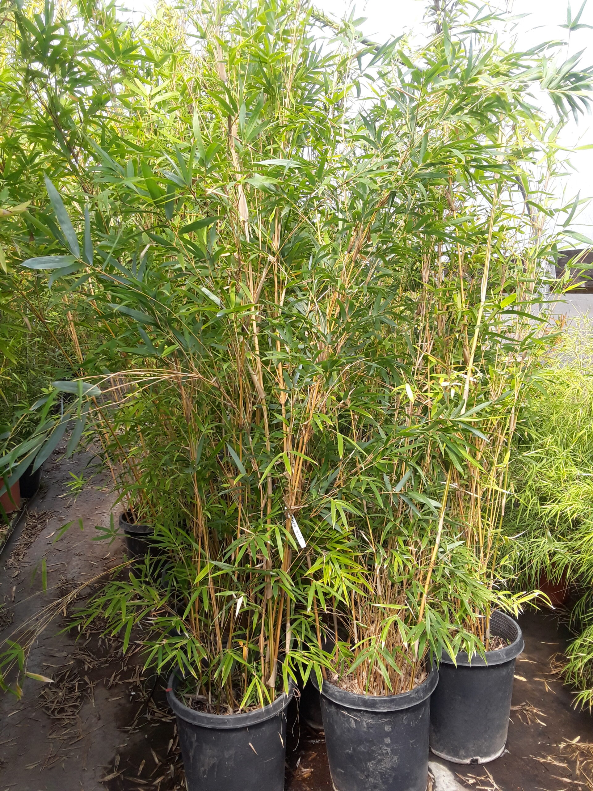 Bambusa multiplex 'Alphonse Karr' - BMPA - Bamboo Sourcery Nursery