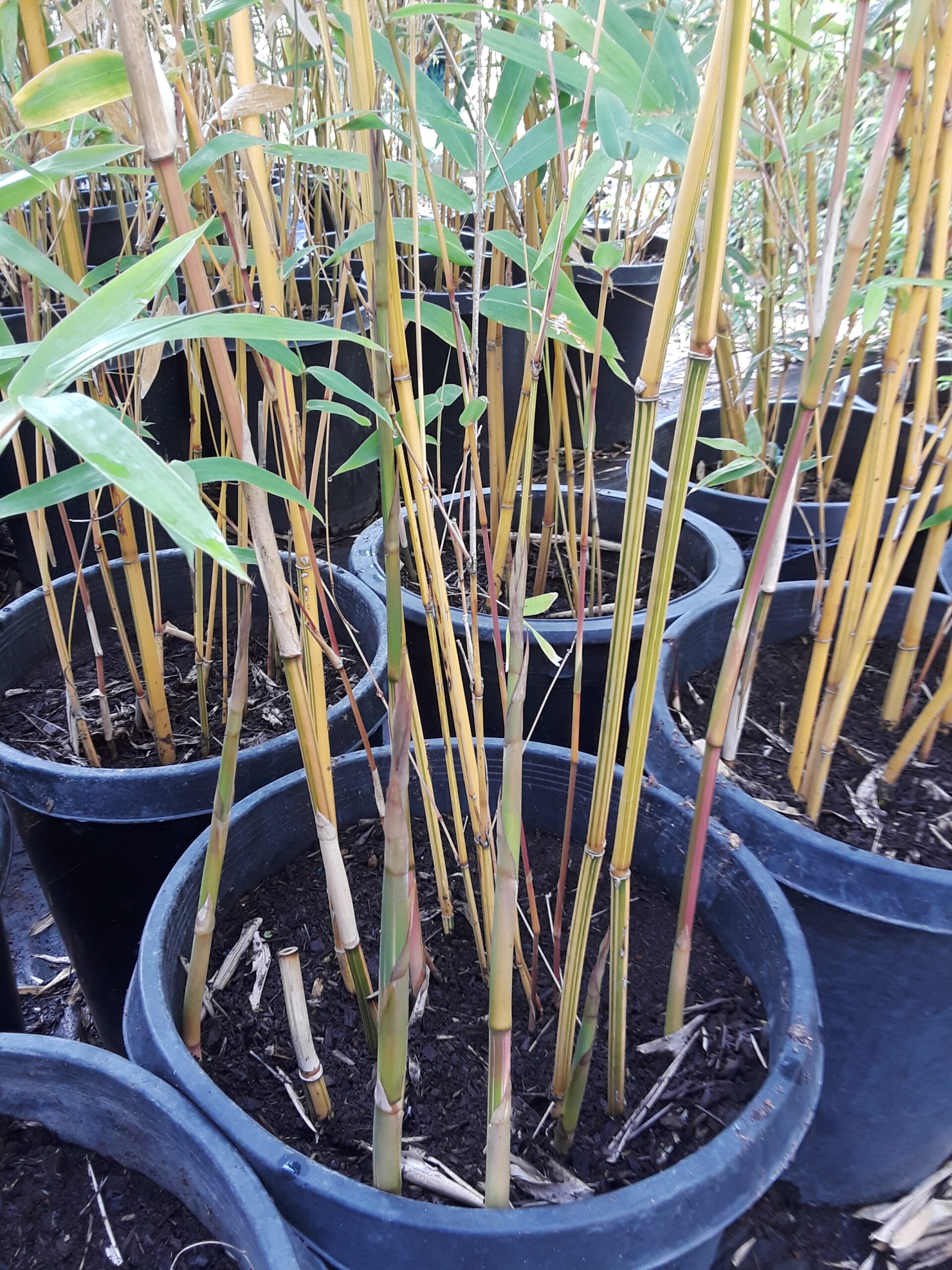 Bambusa multiplex 'Alphonse Karr' - BMPA - Bamboo Sourcery Nursery