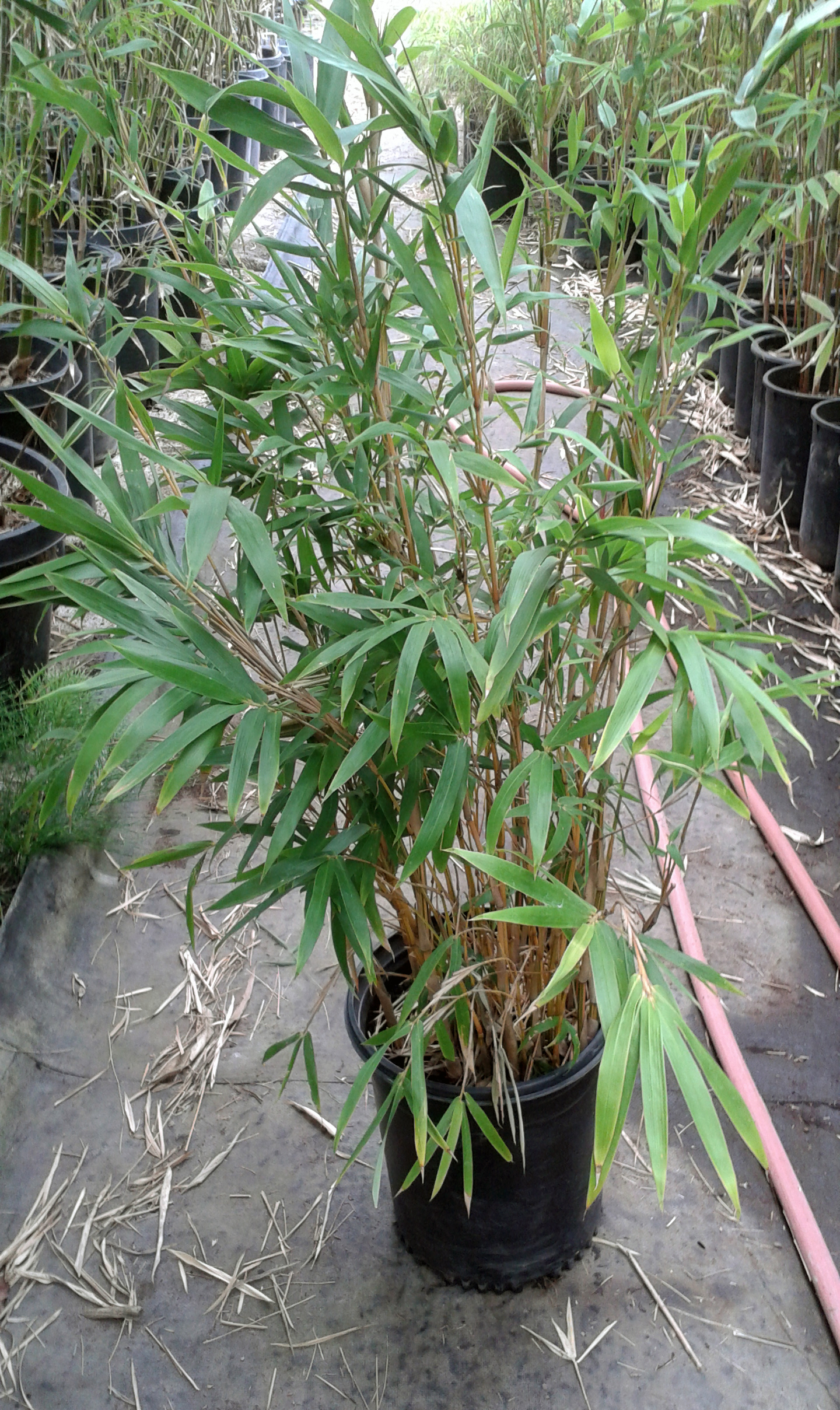 Bambusa multiplex 'Eddie Gaedel' - BMPEG - Bamboo Sourcery Nursery