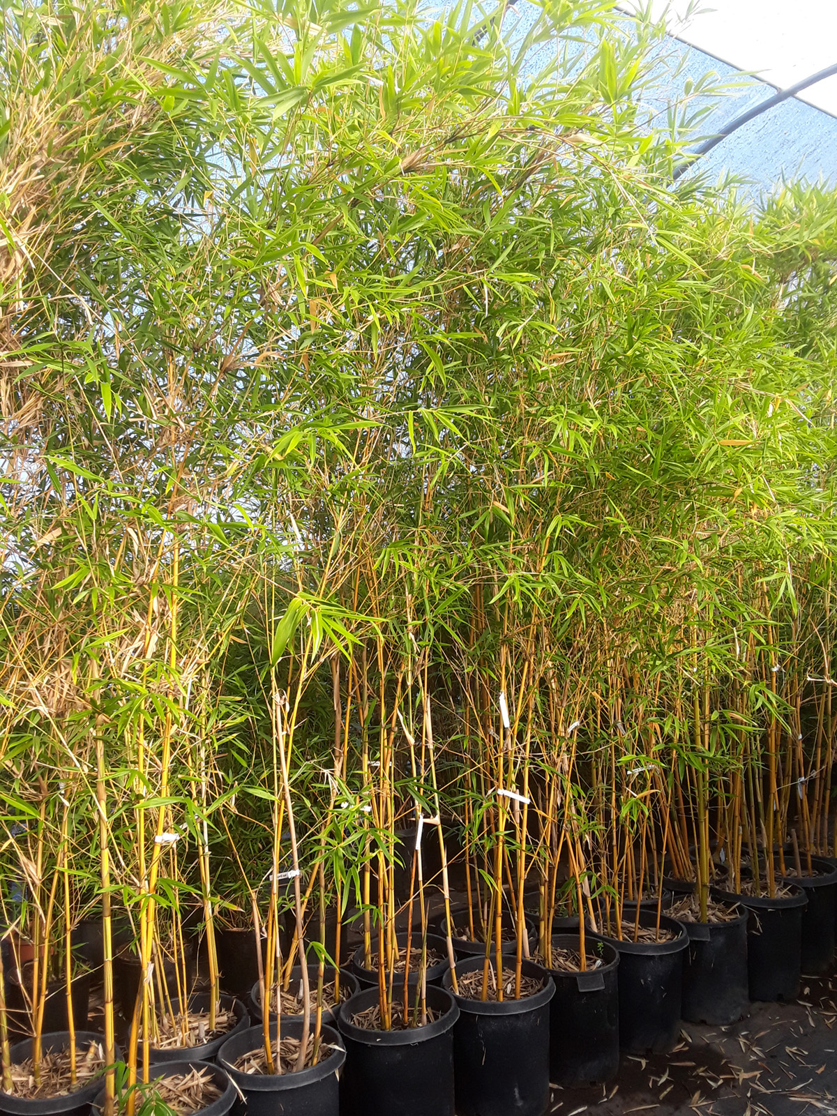 Bambusa pervariabilis 'Viridistriata' - BMPV - Bamboo Sourcery