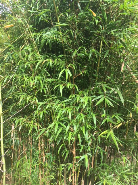 Bamboo By Genus A-Z