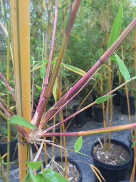 Bambusa pervariabilis 'Viridistriata' - BMPV - Bamboo Sourcery