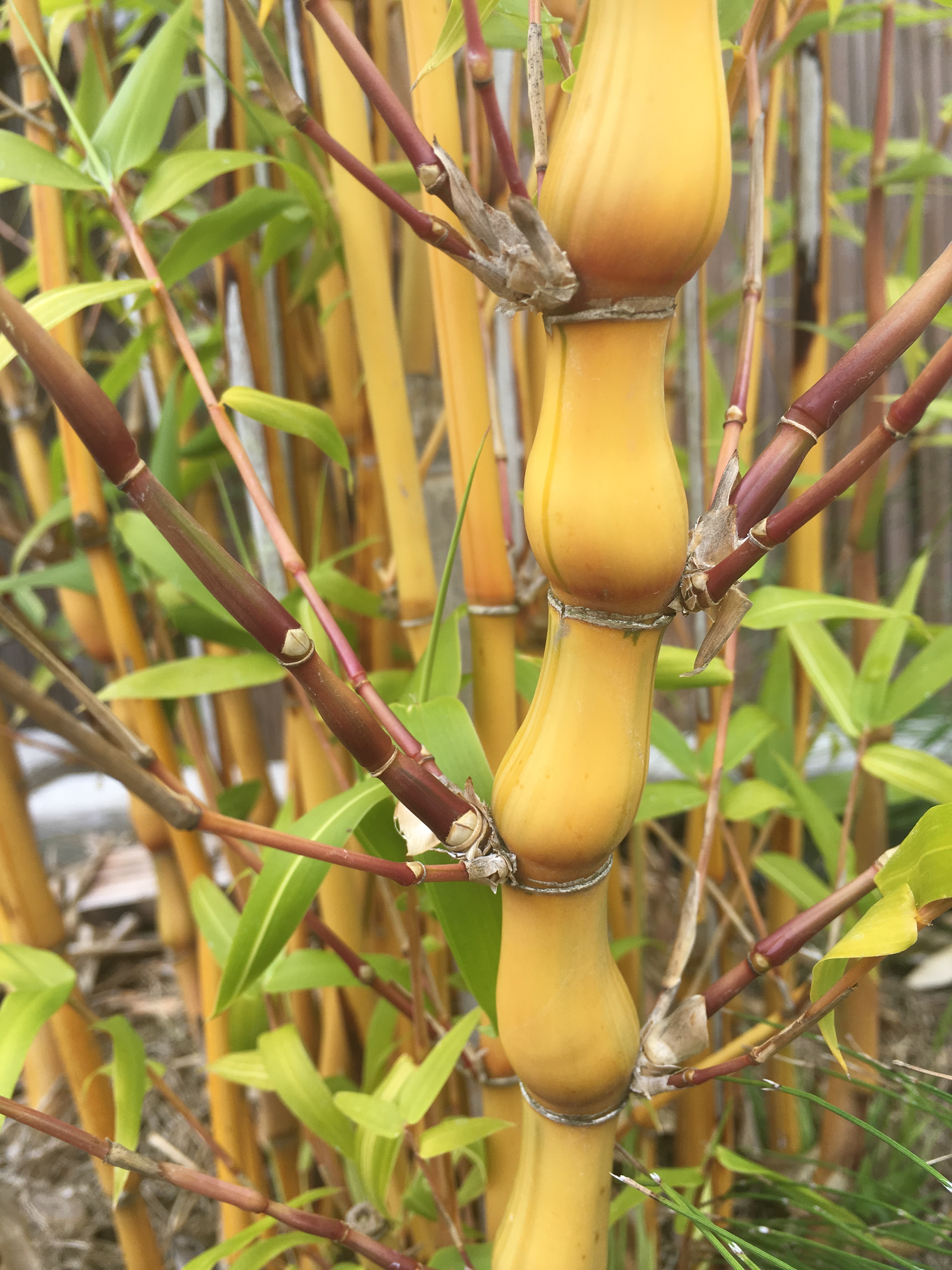 Bambusa ventricosa 'Kimmei' - BVEK - Bamboo Sourcery Nursery & Gardens