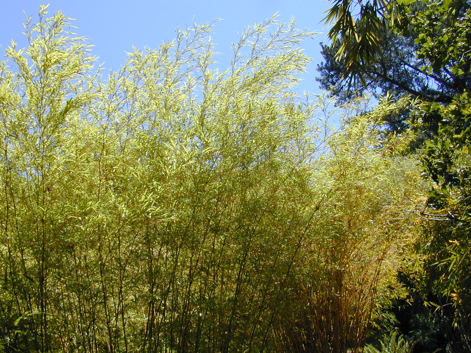 Chimonobambusa tumidissinoda 