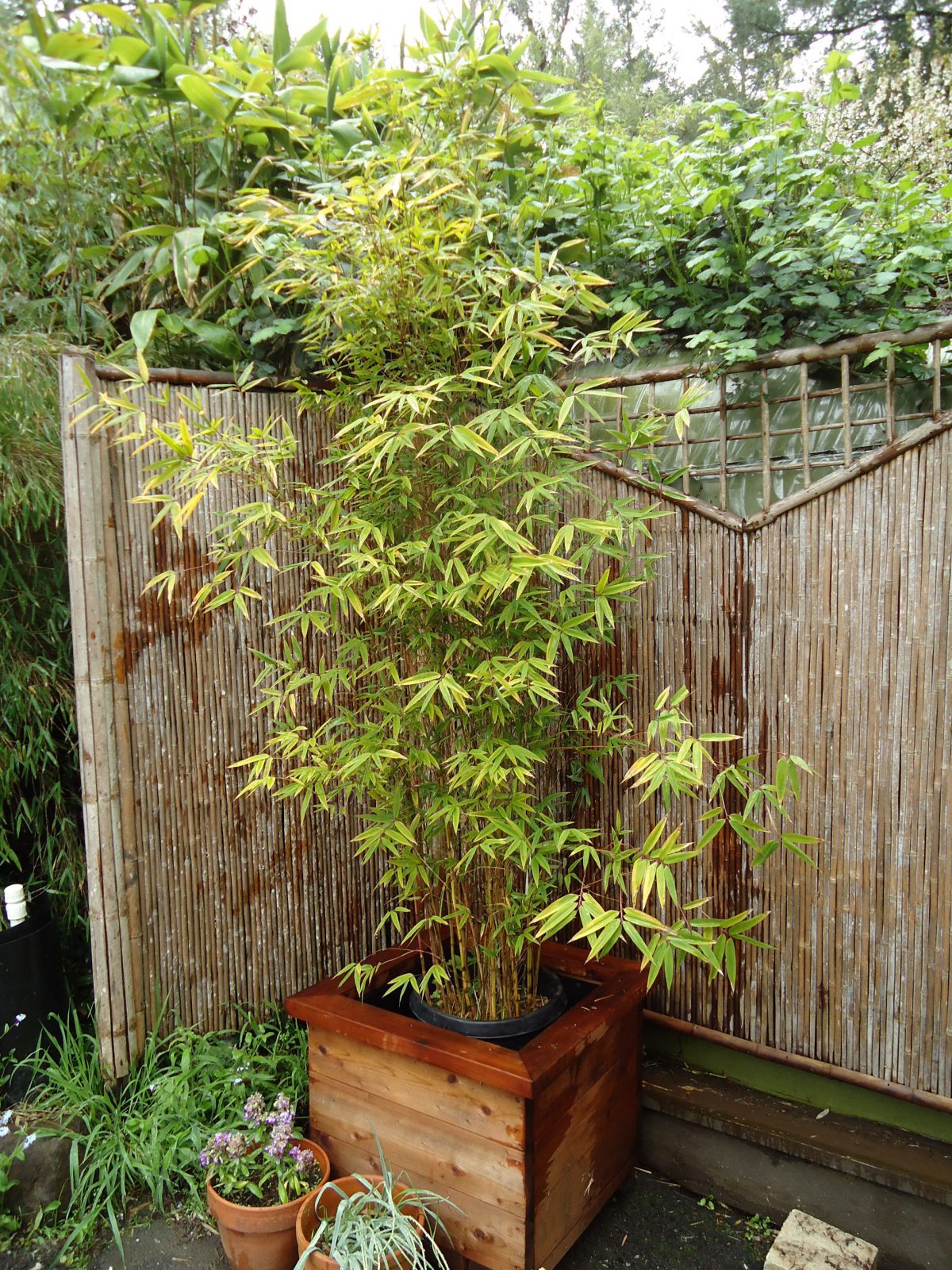 Himalayacalamus falconeri 'Damarapa' 