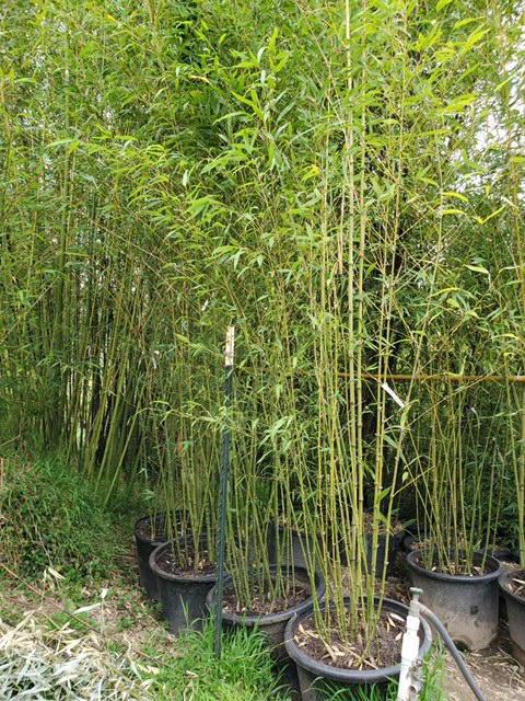 Bamboo Sourcery Phyllostachys aurea