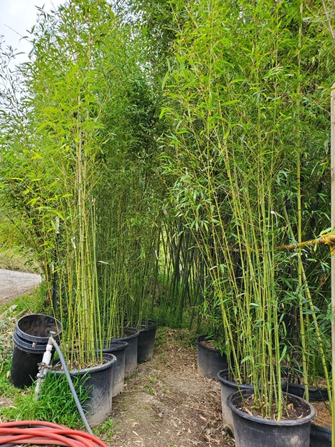 Bamboo Sourcery Phyllostachys aurea - Thumbnail 3