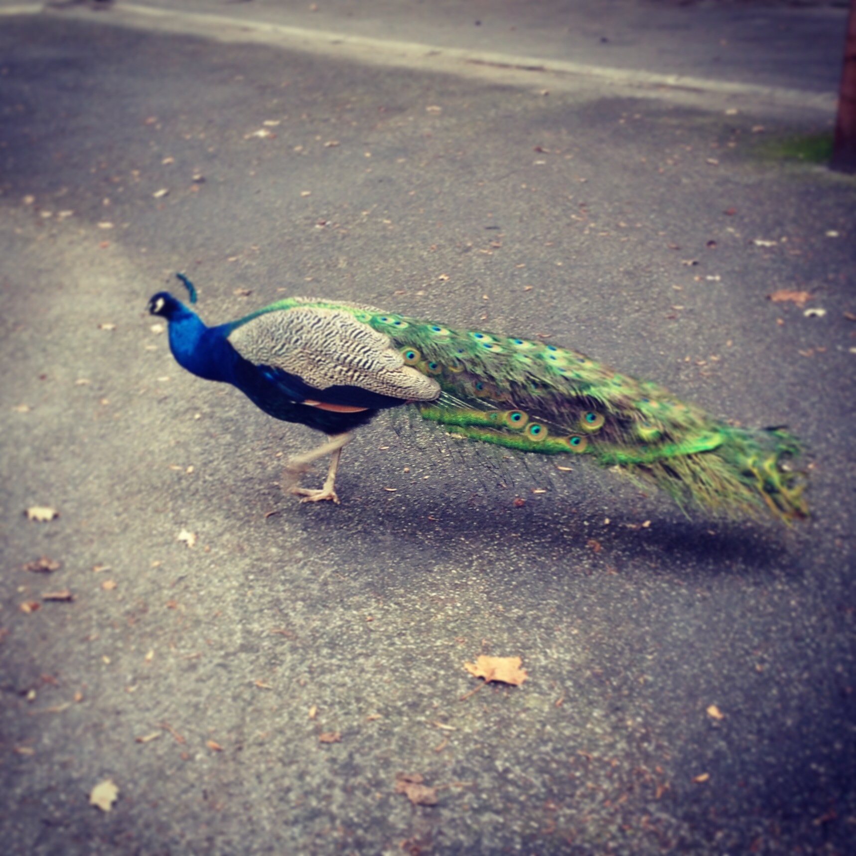 The UN peacocks. Erm...