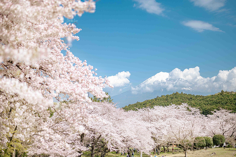 靜岡岩本山公園：櫻花富士山拍照景點，躺在大草地看富士山櫻花海野餐好幸福