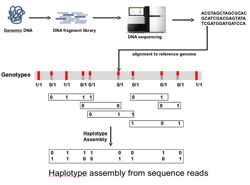 Github Jasongrealey Simulations Genotypes From Hapgen2 And - Best Light Pictures in 4K