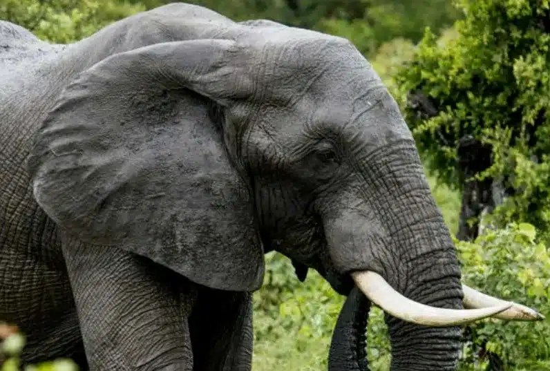 Featured image for “The Shocking Scale of African Elephant Trophy Hunting”