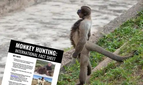 Featured image for “Why Are Monkeys Being Targeted by Trophy Hunters?”