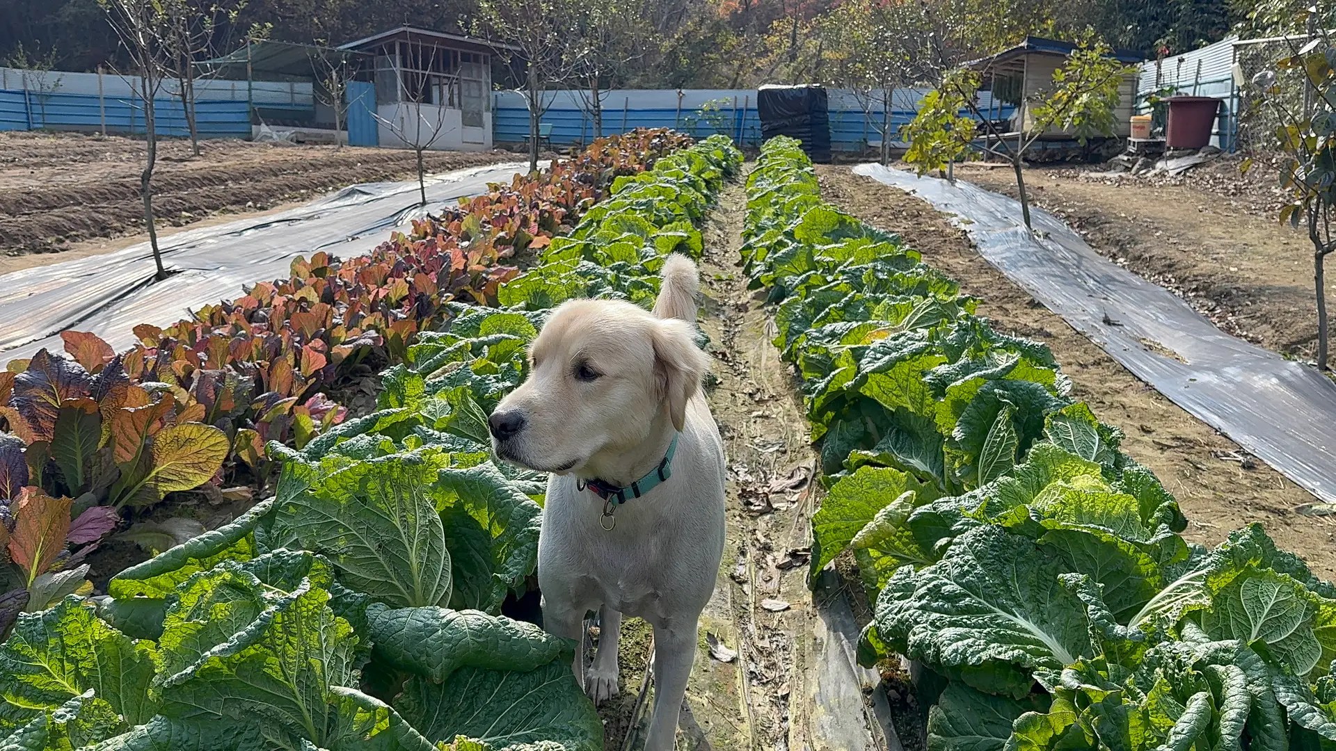 봄이가 배추밭을 뛰노는 중