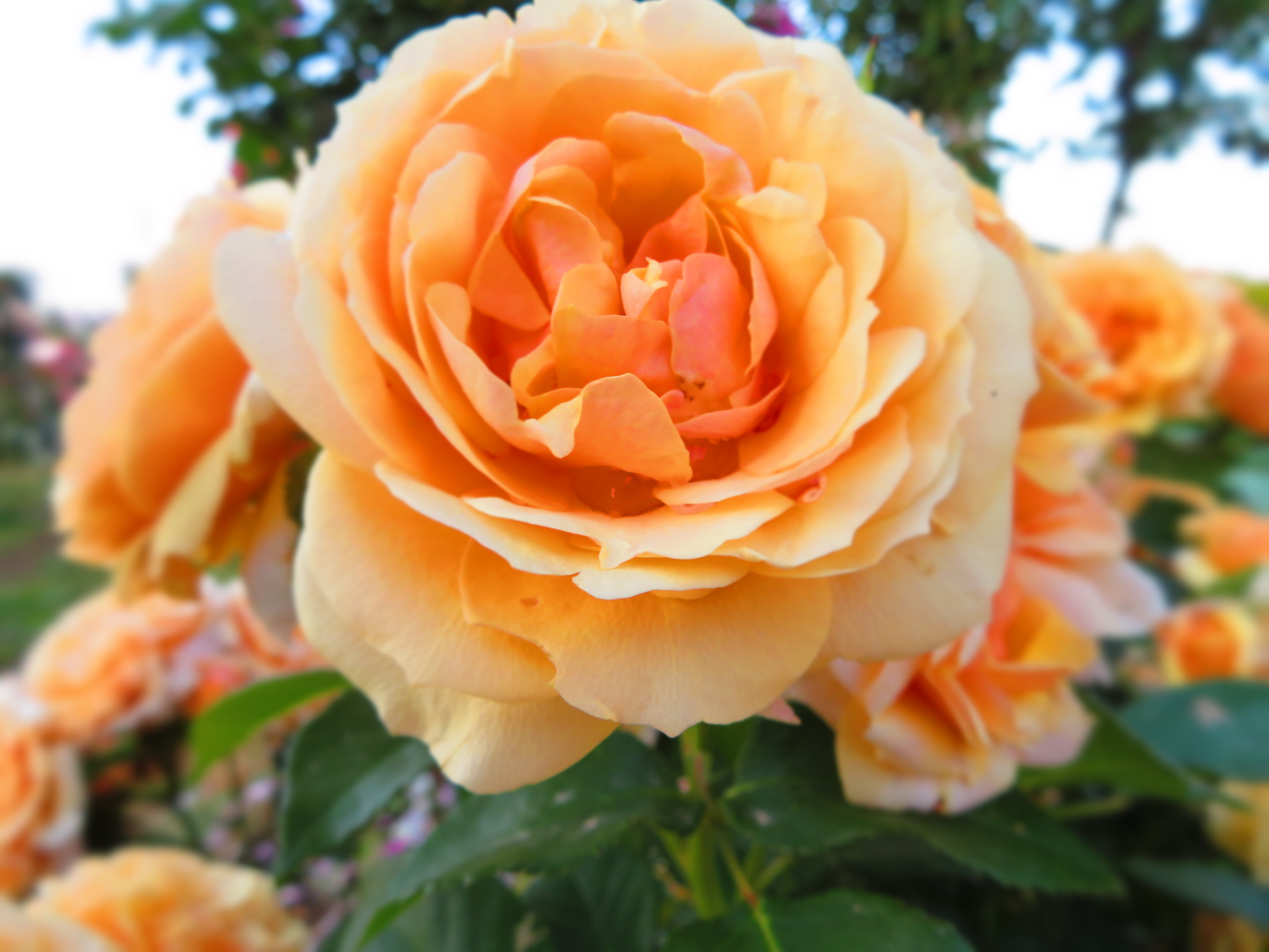 6 10 バラのベストショットに挑戦 佐藤梨園のローズガーデン Rose Garden Of The Sato Pear Orchard