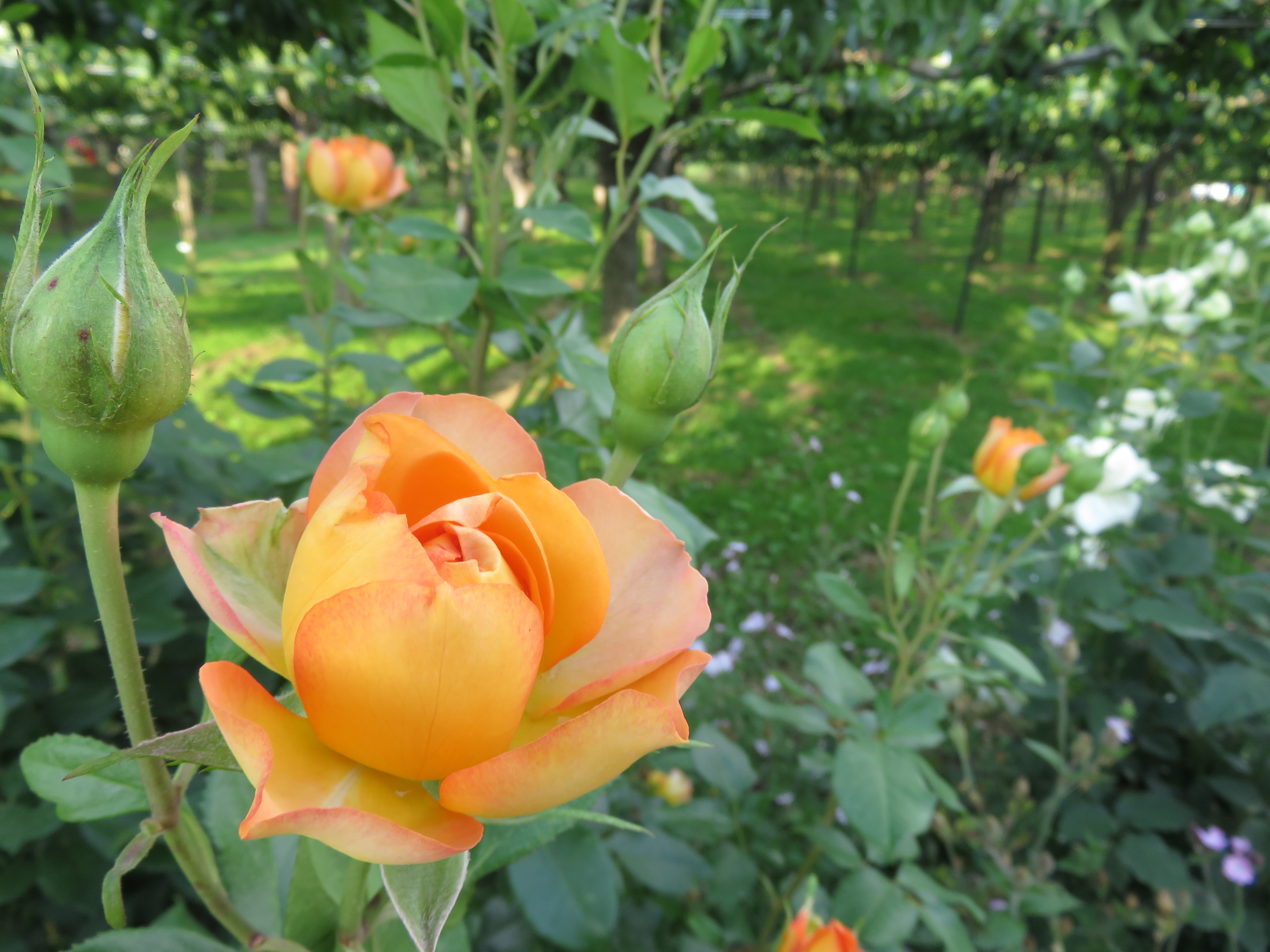 6 10 バラのベストショットに挑戦 佐藤梨園のローズガーデン Rose Garden Of The Sato Pear Orchard