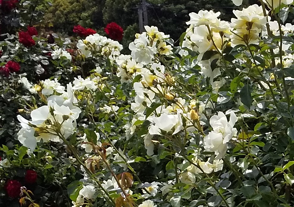 いくとぴあ食花 バラ見ごろ