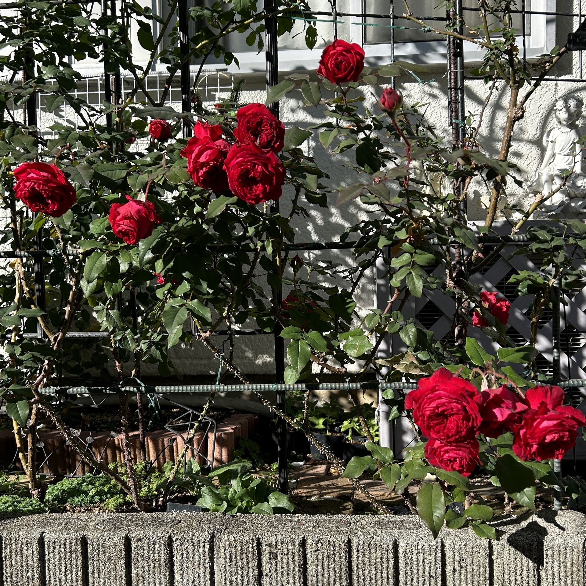 切ったマイローズの花: Greens Garden