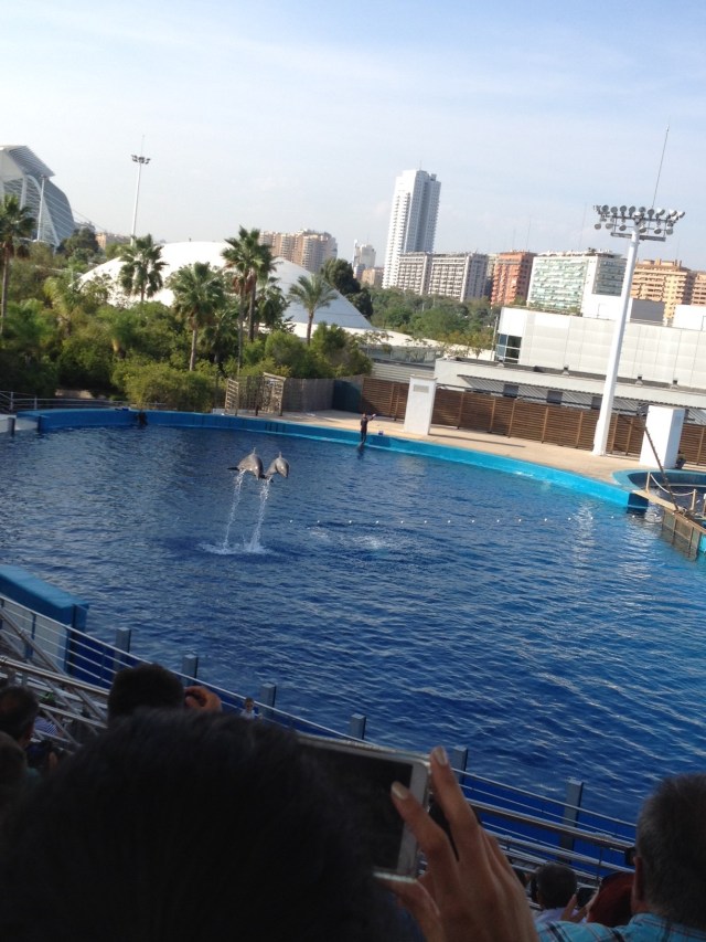 dolphins show valencia