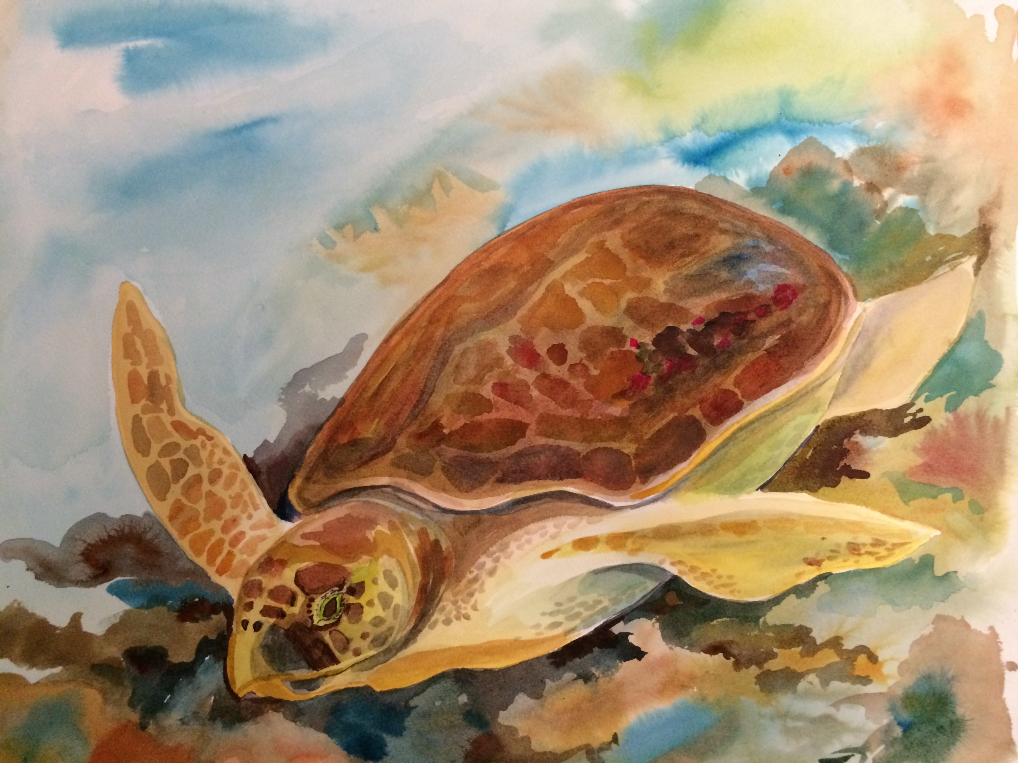 Loggerhead sea turtle